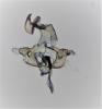 Coleophora laricella